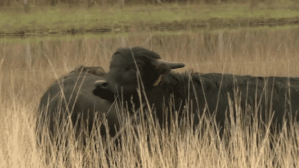 Biodiversité : des buffles "ingénieurs du paysage" dans les marais de Gironde
Huit buffles d’eau, arrivés de Bretagne, ont fait leur entrée dans la réserve naturelle de l’étang de Cousseau, à Lacanau. Ils ont pour mission de pâturer à l’année dans le marais, afin d’entretenir les zones humides et de maintenir l’écosystème.