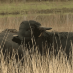 Biodiversité : des buffles "ingénieurs du paysage" dans les marais de Gironde
Huit buffles d’eau, arrivés de Bretagne, ont fait leur entrée dans la réserve naturelle de l’étang de Cousseau, à Lacanau. Ils ont pour mission de pâturer à l’année dans le marais, afin d’entretenir les zones humides et de maintenir l’écosystème.