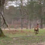 Loir-et-Cher : l'opération de comptage des cerfs du château de Chambord
À Chambord, dans le Loir-et-Cher, une vaste opération de comptage de cerf a eu lieu, afin de déterminer les conséquences de la chasse et du réchauffement climatique sur les espèces.