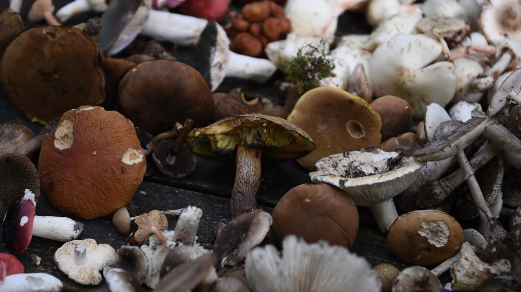 Biodiversité : des dizaines de variétés de champignons menacées de disparition en France
La liste rouge des espèces menacées en France se porte, pour la première fois, sur les champignons. Bolets de plomb, lactaires, ou tricholomes risquent de disparaître en raison de l'activité humaine.