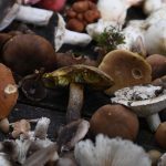 Biodiversité : des dizaines de variétés de champignons menacées de disparition en France
La liste rouge des espèces menacées en France se porte, pour la première fois, sur les champignons. Bolets de plomb, lactaires, ou tricholomes risquent de disparaître en raison de l'activité humaine.