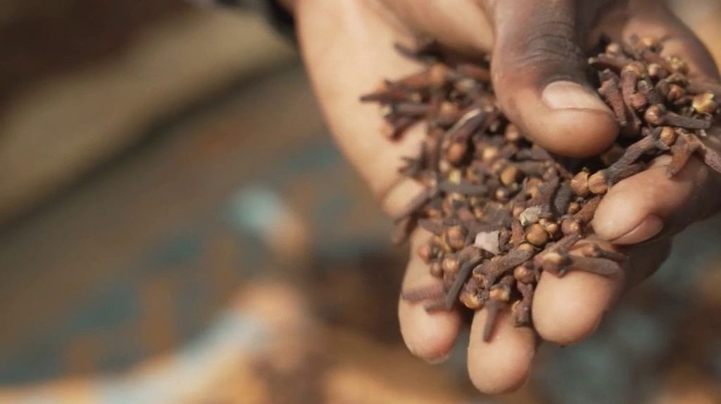 Zanzibar : le clou de girofle, véritable mine d'or de l'archipel
Dans l'archipel de Zanzibar, au beau milieu de l'Océan Indien, les clous de girofle font la fierté des habitants. Une véritable ressource économique, et un symbole culturel.