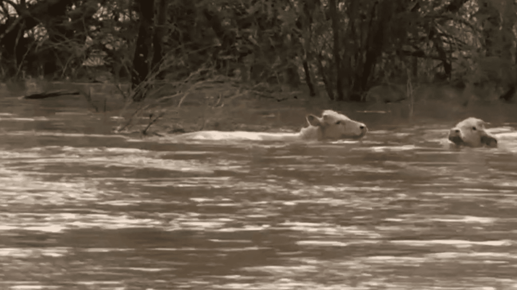 Inondations : la Saône-et-Loire et la Côte-d'Or s'inquiètent des crues
Les départements de la Saône-et-Loire et de la Côte-d'Or sont touchés par les crues, lundi 1er avril. Des vaches et des caravanes ont été emportées, et de nombreux habitants ont subi l'inondation de leur maison.