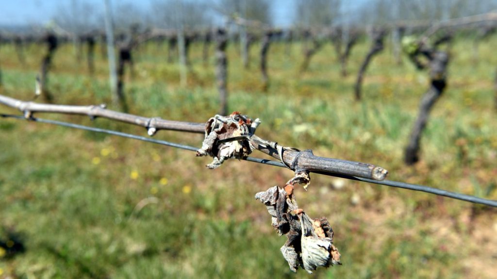 Le vignoble de Cahors ravagé par le gel : "Un coup de massue", déplore la Fédération des vignerons indépendants
"Je suis dans la crainte que nos vignerons ne s'en relèvent pas", estime la présidente de la Fédération des vignerons indépendants qui demande "des subventions de fonds européens".