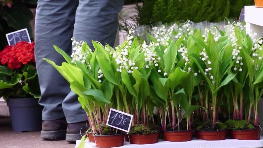 Vol de muguet : les fleuristes s’organisent
Le muguet est sous surveillance à l'approche du 1er mai. Il attire les convoitises, car c'est en effet le seul moment de l'année où l'on peut vendre ces fleurs dans la rue sans autorisation.