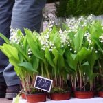 Vol de muguet : les fleuristes s’organisent
Le muguet est sous surveillance à l'approche du 1er mai. Il attire les convoitises, car c'est en effet le seul moment de l'année où l'on peut vendre ces fleurs dans la rue sans autorisation.