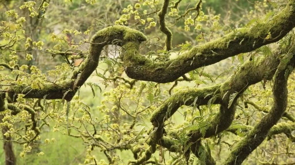 Bretagne : la forêt de Huelgoat et ses légendes
La mystérieuse forêt de Huelgoat, dans le Finistère, est notamment connue pour ses mythes et ses légendes. Elle couvrait autrefois plus de 1 000 hectares et inspirait des récits en tous genres. Elle regorge également de sentiers de randonnées.