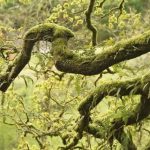 Bretagne : la forêt de Huelgoat et ses légendes
La mystérieuse forêt de Huelgoat, dans le Finistère, est notamment connue pour ses mythes et ses légendes. Elle couvrait autrefois plus de 1 000 hectares et inspirait des récits en tous genres. Elle regorge également de sentiers de randonnées.