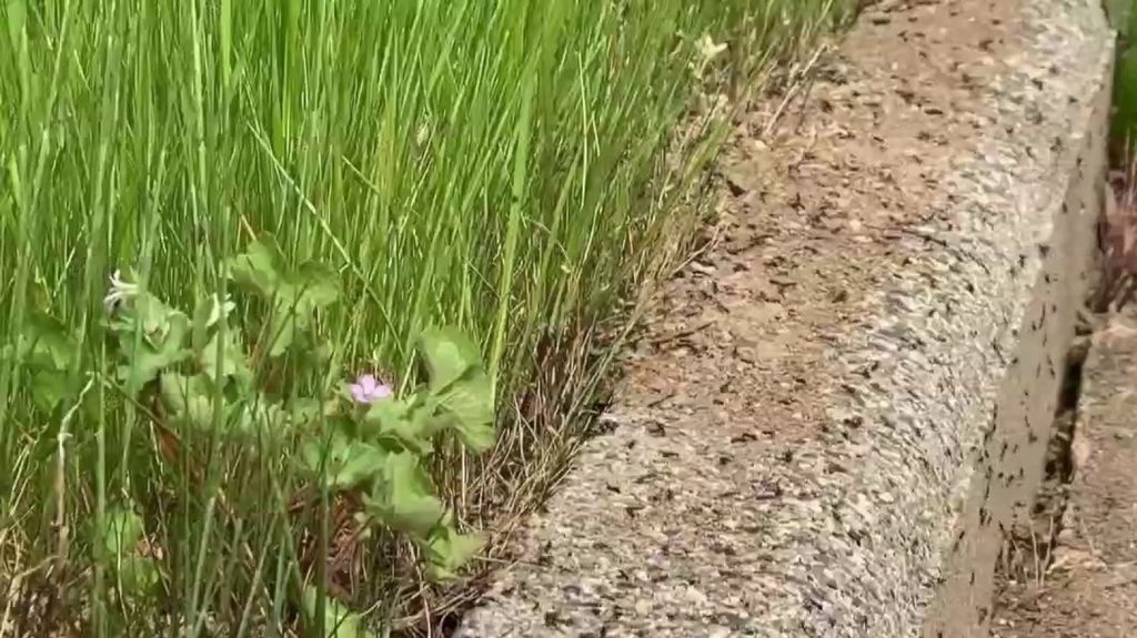 Tarn : à Albi, les habitants d'un quartier sont envahis par les fourmis
La Tapinoma magnum, une espèce de fourmi exotique, envahit le quartier de la Plaine des Fourches à Albi, dans le Tarn. Résistante aux insecticides, elle complique la vie des habitants.