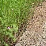 Tarn : à Albi, les habitants d'un quartier sont envahis par les fourmis
La Tapinoma magnum, une espèce de fourmi exotique, envahit le quartier de la Plaine des Fourches à Albi, dans le Tarn. Résistante aux insecticides, elle complique la vie des habitants.