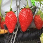 La fraise sous Label rouge ou IGP comme gage d'excellence
Nous sommes en pleine saison des fraises. Il existe différents labels pour être sûr de la qualité de ces fruits rouges, qui redonnent des couleurs à nos assiettes.
