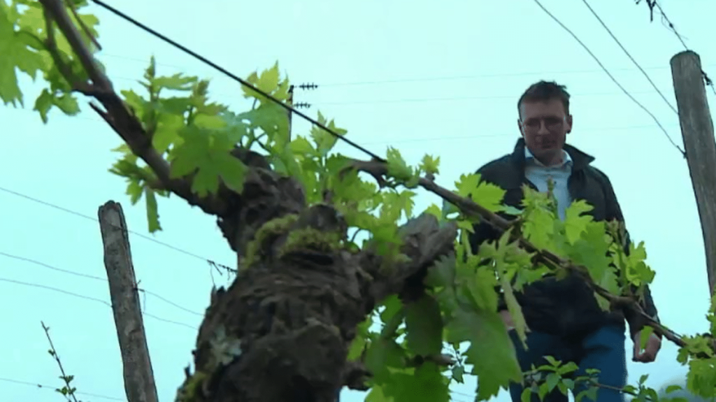 Météo : la menace du gel contraint les viticulteurs à s'adapter
Le gel menace les récoltes, et notamment celles des viticulteurs. Dans le Jura, un d'entre eux a installé une station météorologique sur son exploitation, afin d'anticiper au mieux. Il a également mis des bougies, dans la nuit du dimanche 21 au lundi 22 avril, pour protéger ses vignes.