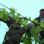 Météo : la menace du gel contraint les viticulteurs à s'adapter
Le gel menace les récoltes, et notamment celles des viticulteurs. Dans le Jura, un d'entre eux a installé une station météorologique sur son exploitation, afin d'anticiper au mieux. Il a également mis des bougies, dans la nuit du dimanche 21 au lundi 22 avril, pour protéger ses vignes.