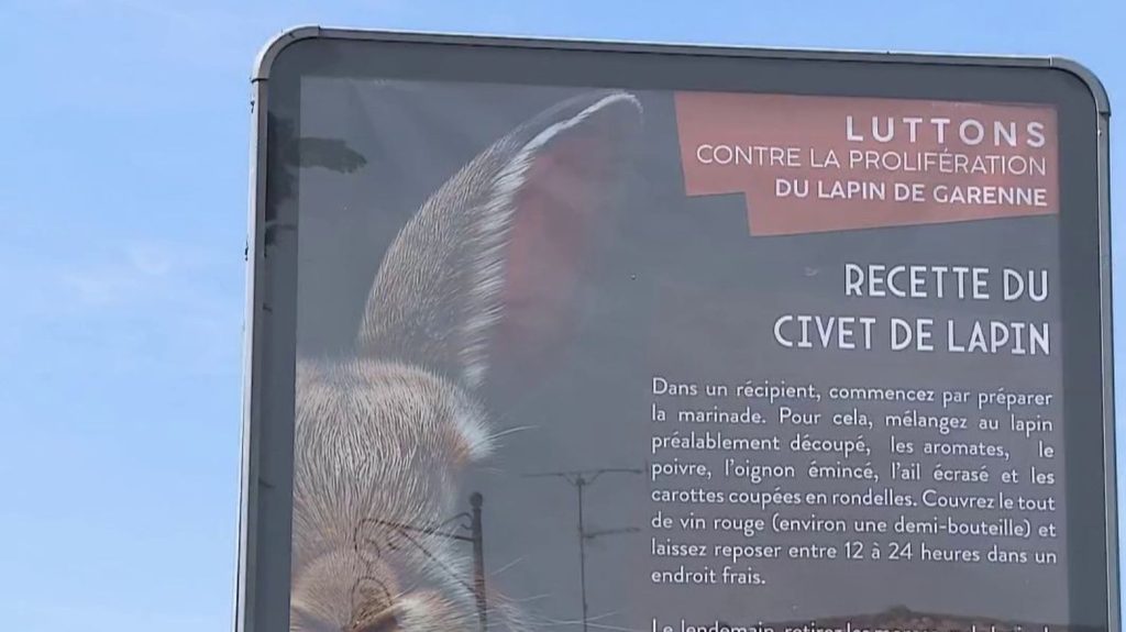 Hérault : contre la prolifération de lapins, un maire affiche des recettes de cuisine
Dans certaines communes de l'Hérault, les lapins de Garenne sont classés nuisibles, car ils détruisent les cultures. Un maire a décidé d'interpeller avec des affiches de recettes.