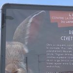 Hérault : contre la prolifération de lapins, un maire affiche des recettes de cuisine
Dans certaines communes de l'Hérault, les lapins de Garenne sont classés nuisibles, car ils détruisent les cultures. Un maire a décidé d'interpeller avec des affiches de recettes.