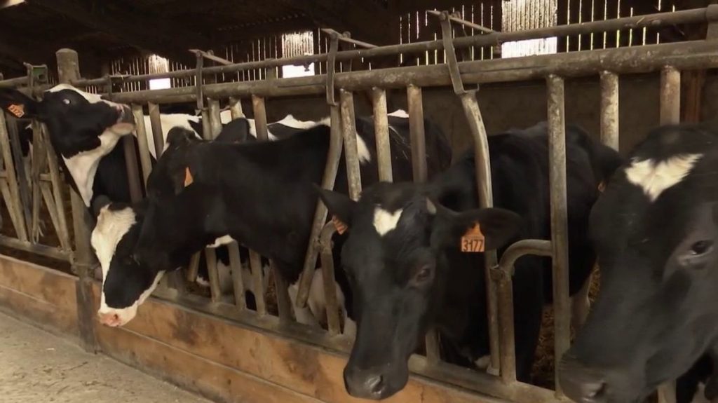 Consommation : le lait français est plébiscité
En 2023, les ventes de lait collecté et conditionné en France ont augmenté de 1,8% par rapport à l'année précédente. Le lait tricolore est vu comme un gage de qualité.