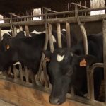 Consommation : le lait français est plébiscité
En 2023, les ventes de lait collecté et conditionné en France ont augmenté de 1,8% par rapport à l'année précédente. Le lait tricolore est vu comme un gage de qualité.