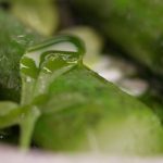 Gastronomie : l'oseille s'invite dans les assiettes au printemps
L'oseille est mise à l'honneur dans la rubrique "Les petits plats dans l'écran" samedi 6 avril. Cru ou cuit, ce légume-feuille printanier séduit aussi les grands chefs.