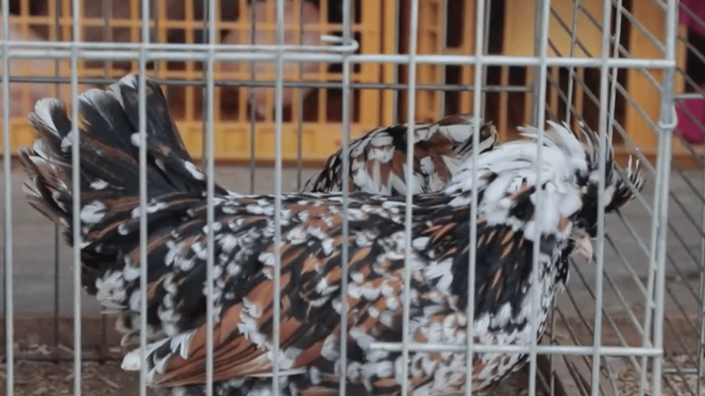 Saône-et-Loire : au marché de Louhans, les animaux sont les vedettes
Le 13 Heures vous emmène, jeudi 25 avril, en Saône-et-Loire, à la découverte du marché de Louhans. Dans ce marché, dont l'histoire remonte au Moyen-Âge, les animaux sont les stars. On peut notamment y acheter des poules ou encore des lapins.
