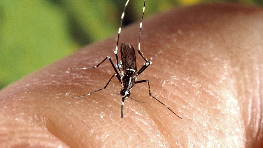 Santé : à Marseille, des appâts pour capturer les moustiques-tigres sur le site olympique
Alors qu'un nombre record de cas importés de dengue a été enregistré depuis le début de l'année, la ville de Marseille a décidé de mettre en place des pièges pour les moustiques-tigres sur le site olympique de la marina.