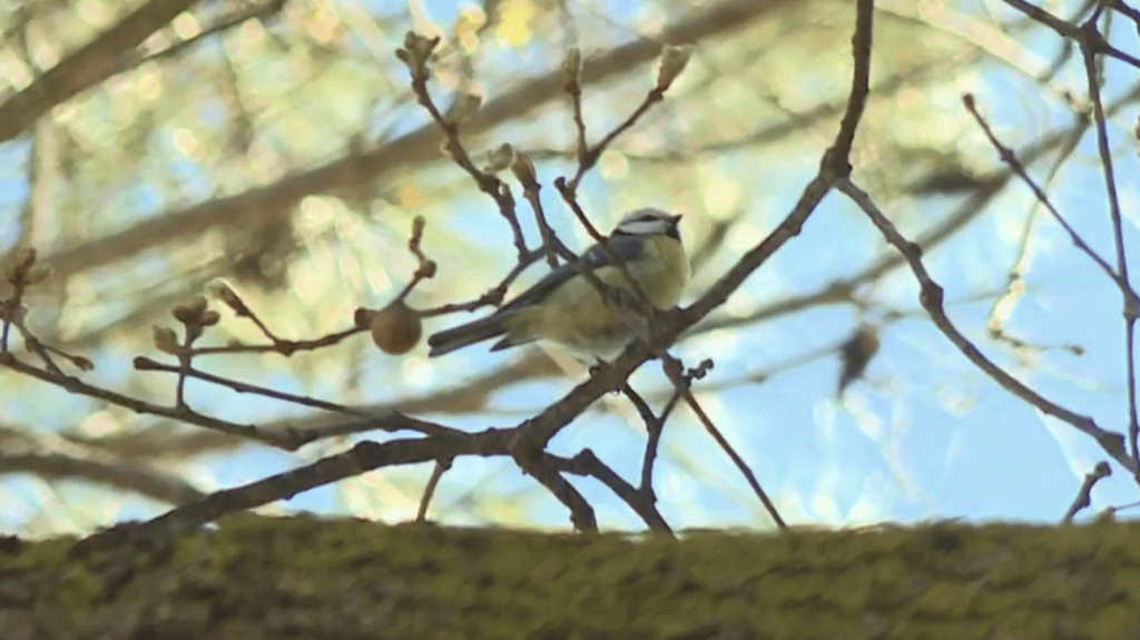Chenilles processionnaires : les mésanges, une solution pour lutter contre leur prolifération
La mésange peut manger jusqu'à 400 chenilles par jour. Un moyen de lutter contre les chenilles processionnaires, qui a notamment été employé dans un parc d'Antibes, dans les Alpes-Maritimes.