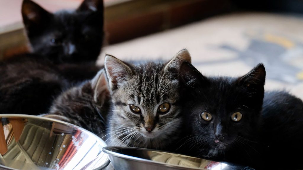 Aveyron : un lycéen va faire l’objet d’une mesure de réparation judiciaire après avoir jeté des chatons du haut d’un pont
Plusieurs associations de protection animale ont dénoncé la diffusion d'une vidéo dans laquelle un lycéen se filme jetant des chatons par dessus un pont.