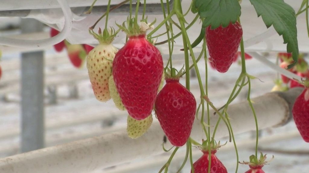 Environnement : des micro-guêpes pour sauver les fraises des pucerons, une idée qui fait son chemin
Dans le Finistère, un producteur de fraises teste une méthode encore peu répandue pour se débarrasser du fléau des pucerons : les micro-guêpes. Un essai qui pourrait bien remplacer les pesticides.