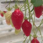 Environnement : des micro-guêpes pour sauver les fraises des pucerons, une idée qui fait son chemin
Dans le Finistère, un producteur de fraises teste une méthode encore peu répandue pour se débarrasser du fléau des pucerons : les micro-guêpes. Un essai qui pourrait bien remplacer les pesticides.