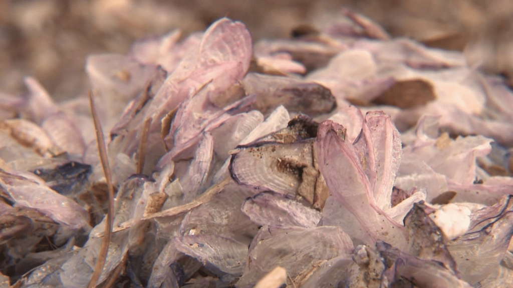 Marseille : invasion de créatures nauséabondes sur les plages
Depuis quelques jours à Marseille (Bouches-du-Rhône), des milliers de vélelles sont venues s’échouer sur les côtes en se décomposant. Ce petit animal gélatineux incommode les promeneurs.