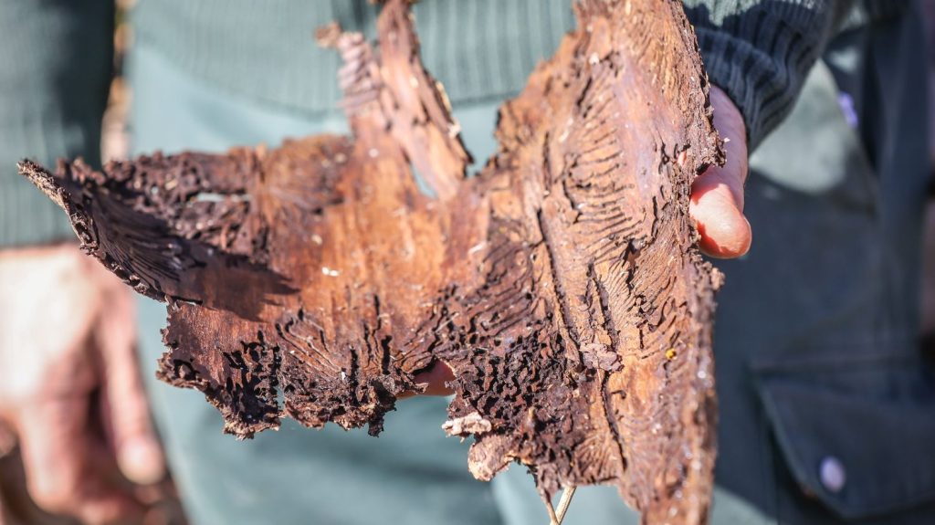 Le gouvernement présente un plan national pour mieux valoriser les bois rongés par les scolytes
Ces insectes, dont la prolifération est aggravée par le réchauffement climatique, font des ravages dans les forêts de résineux du Grand Est.