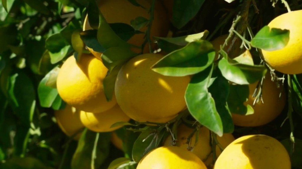 Alimentation : le pomelo, le cœur rouge de la Corse
Pour la série "Les petits plats dans l’écran", lumière ce samedi 20 avril sur le pomelo, croisement entre l'orange et le pamplemousse. Reportage en Corse, où l’agrume est cultivé avec le plus grand soin.