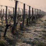 Gel : "Les deux nuits les plus froides" sont attendues "lundi et mardi", prévient le vice-président de la FNSEA
Les agriculteurs redoutent les effets du gel sur leurs cultures avec l'épisode de froid qui touche une large partie de la France.