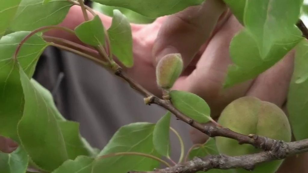 Ardèche : la production d'abricots en péril
En Ardèche, Benoit Nodin, arboriculteur, désespère de pouvoir faire une bonne récolte de ses abricots, qui ne parviennent pas à pousser. Très peu de ses fruits parviennent à maturité.