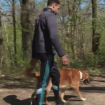 Animaux de compagnie : interdiction de promener son chien sans laisse en forêt du 15 avril au 30 juin
Du 15 avril au 30 juin, il sera interdit de promener son chien sans laisse en forêt en dehors des allées forestières et à moins de 100 mètres de son propriétaire, sous peine d'une amende pouvant aller jusqu'à 750 euros. Il s'agit d'une période cruciale pendant laquelle les animaux sauvages donnent naissance.