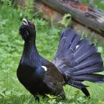 La préfecture des Vosges autorise une expérimentation pour réintroduire le grand tétras
Le projet prévoit la "récupération" de quarante animaux en Norvège pour les relâcher dans le massif des Vosges.
