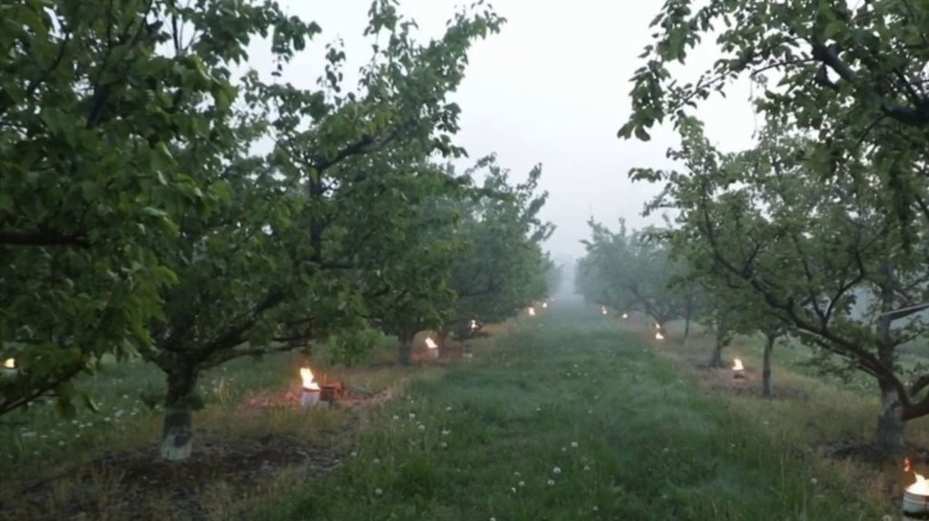 Gel : les agriculteurs s'organisent pour sauver leurs récoltes
Dans la nuit du lundi 22 au mardi 23 avril, le froid et le gel ont inquiété les agriculteurs, qui ont employé les grands moyens avec l'installation de bougies antigel, de feux de fourrage. Une stratégie payante, notamment en Alsace.
