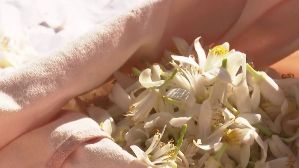 Alpes-Maritimes : la cueillette centenaire des fleurs d'oranger placée sous le signe de la solidarité
Pour fêter ses 120 ans, la cuvée de Saint-Jean-Cap-Ferrat, dans les Alpes-Maritimes, a décidé de produire une eau de fleurs d'oranger exceptionnelle avec des bénévoles.