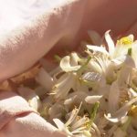 Alpes-Maritimes : la cueillette centenaire des fleurs d'oranger placée sous le signe de la solidarité
Pour fêter ses 120 ans, la cuvée de Saint-Jean-Cap-Ferrat, dans les Alpes-Maritimes, a décidé de produire une eau de fleurs d'oranger exceptionnelle avec des bénévoles.