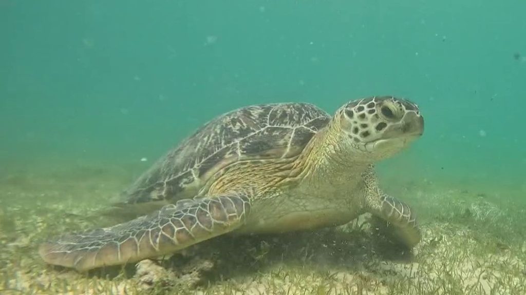 Madagascar : les tortues de Nosy Be préservées par des associations
Au milieu de l'archipel de Nosy Be, dans le canal du Mozambique, l'île de Nosy Iranja abrite des tortues. Cette espèce menacée d'extinction est protégée par des associations.