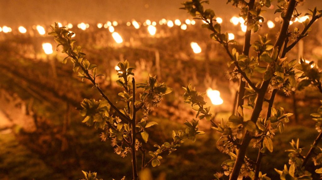 "Il faut mettre entre 250 et 400 bougies à l'hectare" : face au gel tardif, ces producteurs de fruits et de vin usent de tous les moyens
Alors qu'un gros coup de froid touche une large partie de la France, les viticulteurs et arboriculteurs craignent des dégâts irréversibles sur leurs cultures. Chacun s'adapte donc pour se prémunir comme il peut des risques que fait courir le gel.