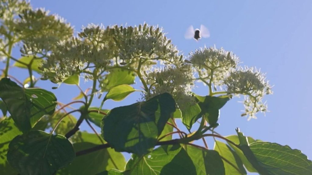 Santé : alerte rouge en France pour l'allergie aux pollens
Une bonne partie de l'Hexagone a été placée en alerte rouge quant au risque d'allergie aux pollens, dimanche 12 mai, tandis qu'un Français sur trois est victime d'allergies.