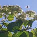 Santé : alerte rouge en France pour l'allergie aux pollens
Une bonne partie de l'Hexagone a été placée en alerte rouge quant au risque d'allergie aux pollens, dimanche 12 mai, tandis qu'un Français sur trois est victime d'allergies.