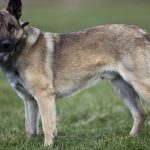 Deux chiens attaquent une femme à Dugny, en Seine-Saint-Denis, et la blessent grièvement, les deux animaux ont été euthanasiés
La victime a été hospitalisée en urgence et a recu plusieurs semaines d'ITT.