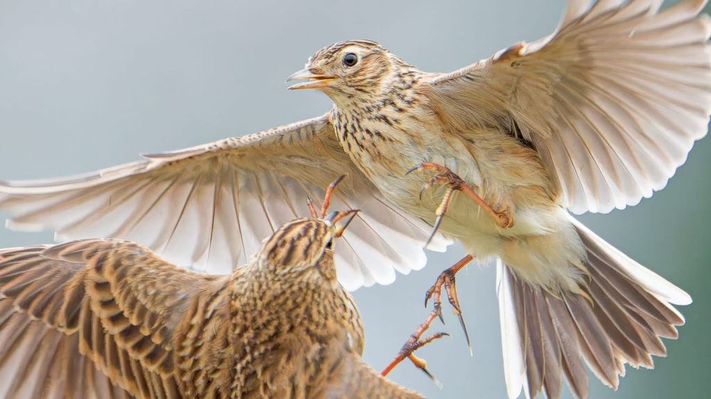 Chasses traditionnelles de l'alouette : le Conseil d'État annule définitivement deux techniques de capture, la fin d’une épopée très politique ?
Le Conseil d'État a jugé lundi illégales les chasses aux pantes (filets) et aux matoles (cages) utilisées contre les alouettes, les jugeant non conformes au droit européen, dans une décision sur le fond qui annule définitivement plusieurs arrêtés gouvernementaux pris en octobre 2022.