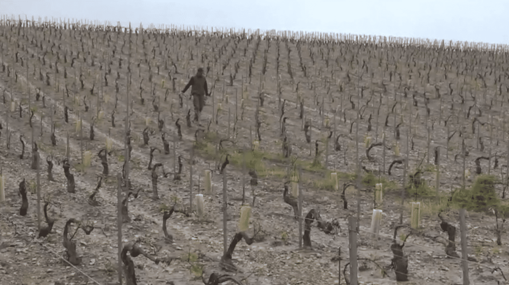 Intempéries : à Chablis, des vignobles ravagés par la grêle
À Chablis, dans l’Yonne, la grêle a causé d'importants dégâts. De nombreux vignobles ont été touchés.