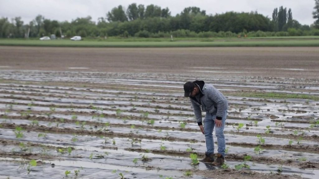 Intempéries en Alsace : des cultures entièrement détruites par la pluie
Les prix des fruits et légumes pourraient de nouveau augmenter à cause des intempéries à répétition. De nombreuses cultures ont été endommagées par les fortes pluies et les récoltes pourraient en être impactées.