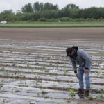 Intempéries en Alsace : des cultures entièrement détruites par la pluie
Les prix des fruits et légumes pourraient de nouveau augmenter à cause des intempéries à répétition. De nombreuses cultures ont été endommagées par les fortes pluies et les récoltes pourraient en être impactées.