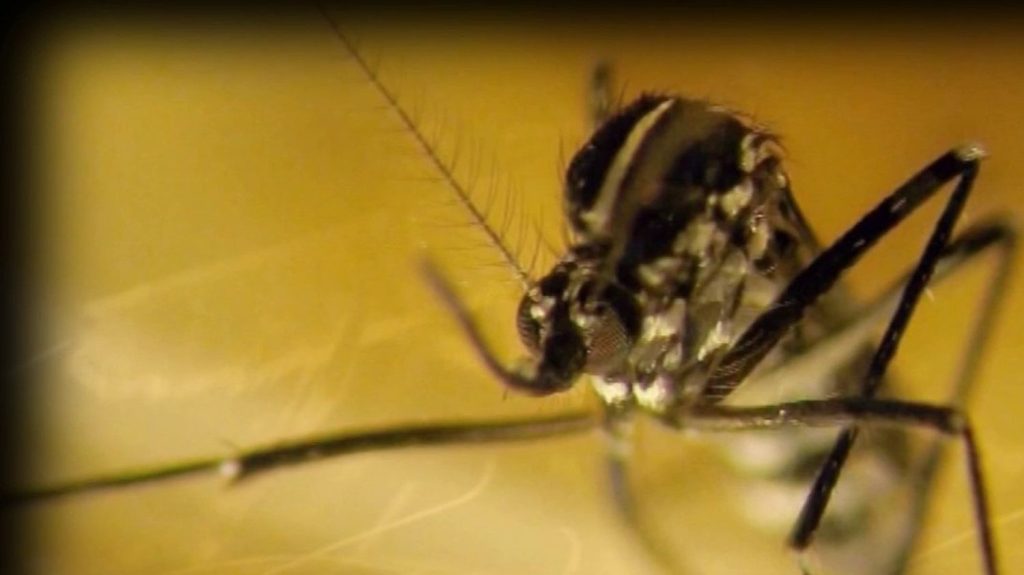 Insectes : comment enrayer l’invasion du moustique tigre ?
Le moustique tigre prolifère dans l’Hexagone. Aucune région n’est épargnée. Alors, comment enrayer sa prolifération ? Éléments de réponse.