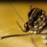 Insectes : comment enrayer l’invasion du moustique tigre ?
Le moustique tigre prolifère dans l’Hexagone. Aucune région n’est épargnée. Alors, comment enrayer sa prolifération ? Éléments de réponse.