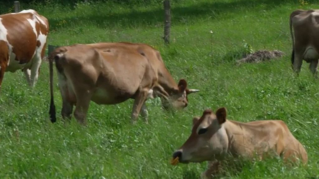 Tickets-restaurants : une utilisation pour financer des projets agricoles
Une carte de titres restaurants engagée pour soutenir l'agriculture durable. C’est la solution proposée aux entreprises pour permettre de financer des projets agricoles via un fonds dédié.